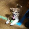 フレンドリーな可愛いい タラくん！