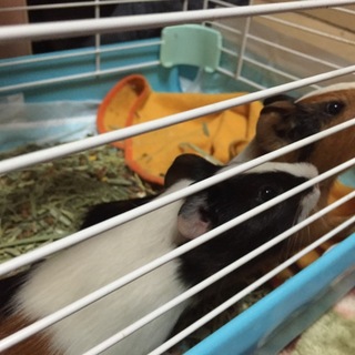 可愛がってくださる方お願いします