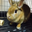 ウサギ♀里親募集中☺︎