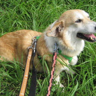 人が大好きな女の子MU（ミュー）です。