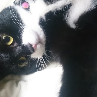 里親さん募集中です