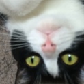 美人な猫ちゃんです(^-^)