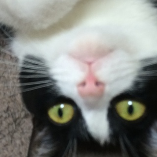 美人な猫ちゃんです(^-^)