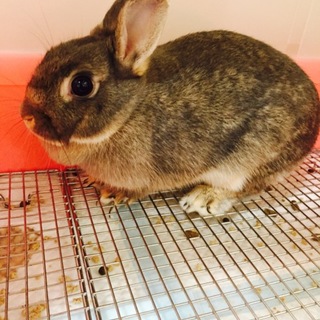 ウサギ♂里親募集中☺︎