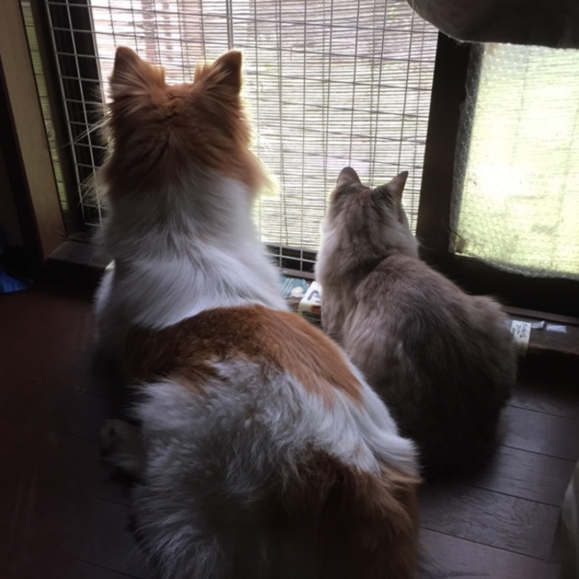 セルリアンセリーのカバー写真
