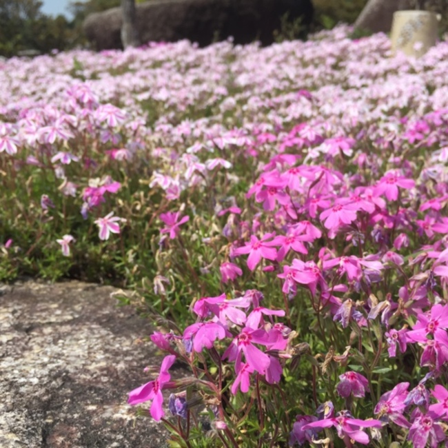 pepekoのカバー写真