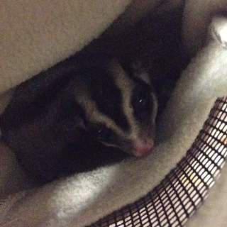 フクロモモンガアダルトオス