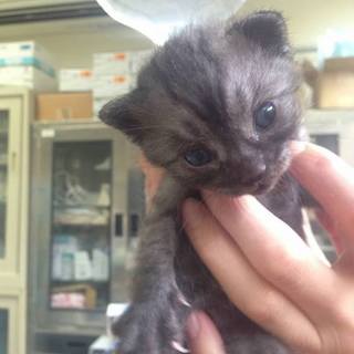 7.11収容→7.12処分の乳飲み子2匹！