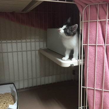 しおんの写真