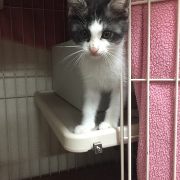 しおんの写真