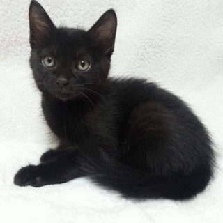 可愛い黒猫ちゃんです♡