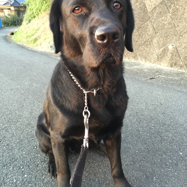 DOGトレーニング中