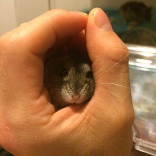 ハムスター里親