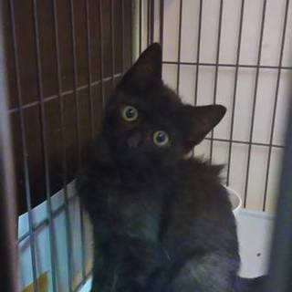 おっとりマイペースな黒猫のテト君