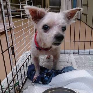 命の期限7.15(金)迄！④老犬マルチーズ♂