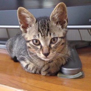 ゴロゴロスリスリ♪人大好きな男の子