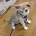 柴犬の子犬の里親募集しています！