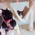 仔猫、長毛種、人懐こい男の子☆写真増えました♪