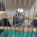 【至急募集】ブルーのセキセイインコ