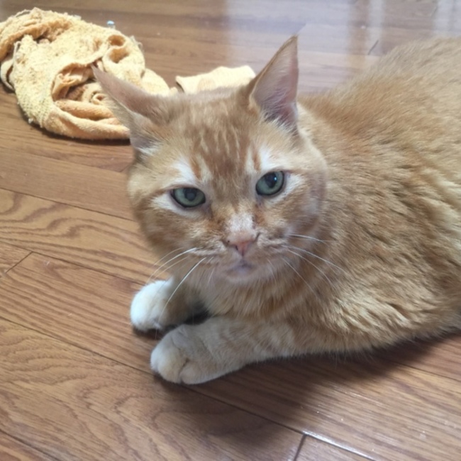 ねこすなのカバー写真