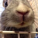 ミニうさぎ