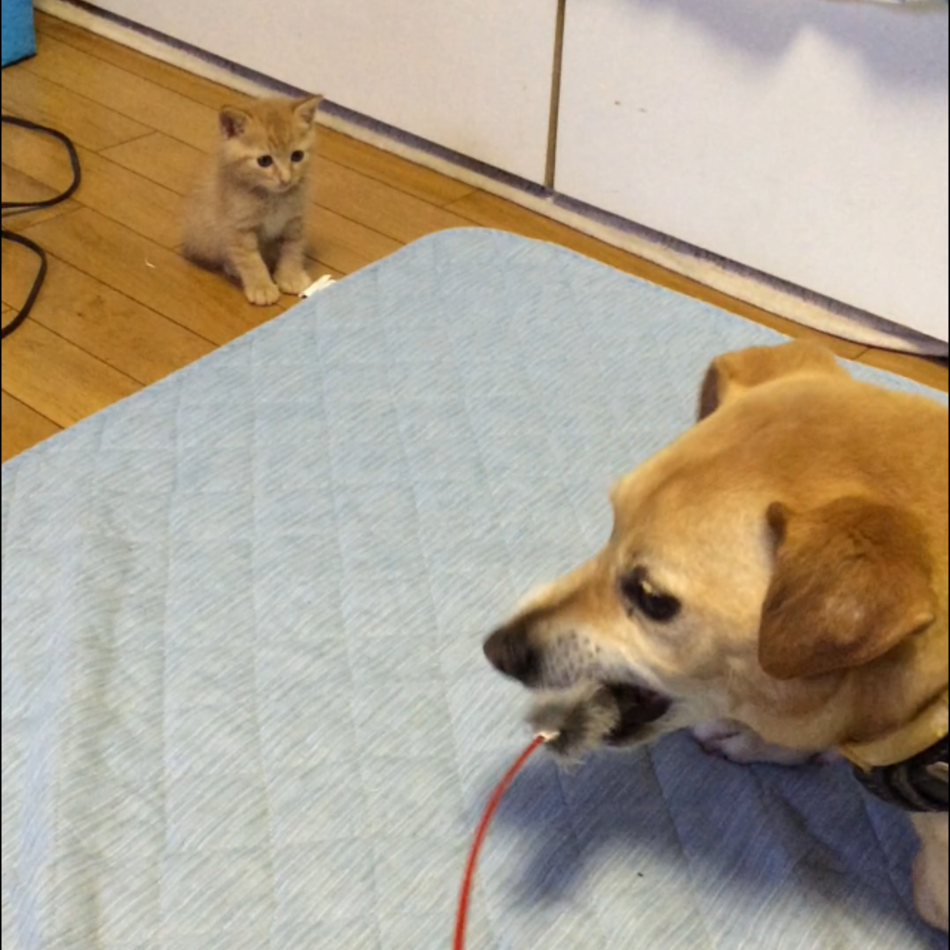 むぎ太郎のカバー写真