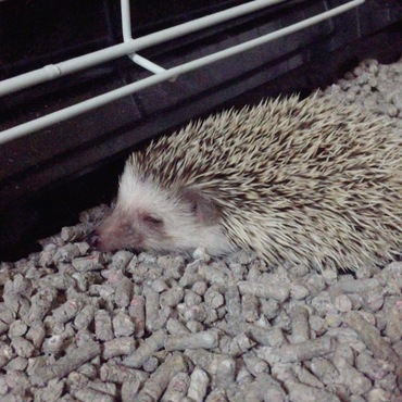 おやすみ、ひめちゃん✩*॰