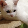 ちいちいちい