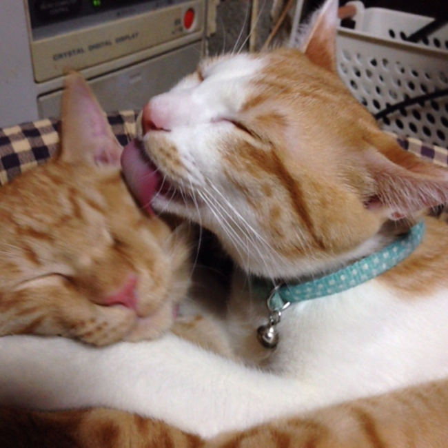 NonCH1のカバー写真