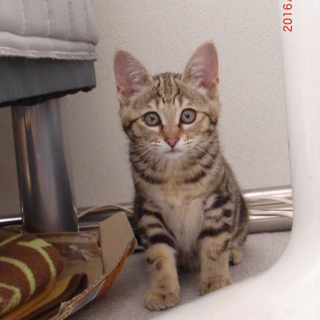 アメショー柄風仔猫　可愛いですよ～