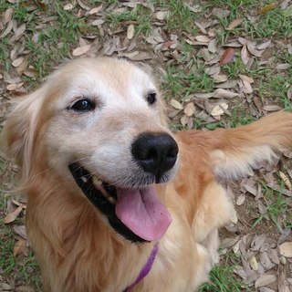 ゴールデンレトリバーさくら推定７歳