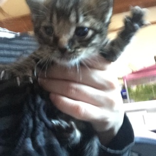 至急！トラ柄の子猫を拾いました！