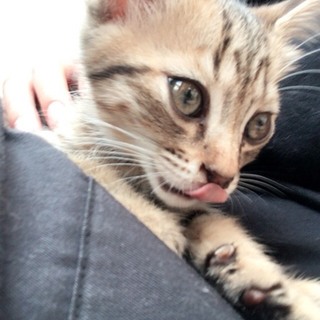 生後三ヶ月メス猫ちゃんです