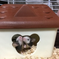 冬獅郎くん ｼﾞﾝ汰くん