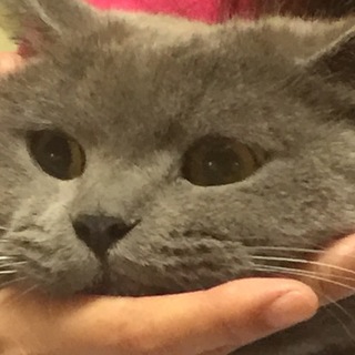 一生涯を面倒みて頂ける方募集しています