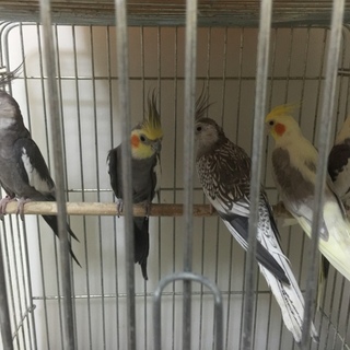 里親決定しました。ありがとうございました