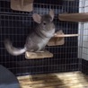 チンチラ新規募集を停止します。本文をご参照ください サムネイル2