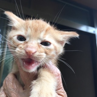 生後3ヶ月、茶トラのポン太君♂