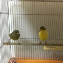 カナリアペアで飼ってくださる方募集中です