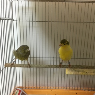 カナリアペアで飼ってくださる方募集中です