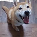 柴犬ぼん太２歳
