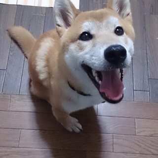 柴犬ぼん太２歳