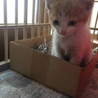 子猫ホワイト＆クリーム