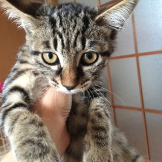 キジ女の子☆ケイト