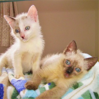 雨の日に橋の下でずぶぬれになっていた2匹の子猫です