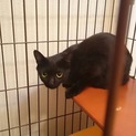 黒猫メス☆マーマ