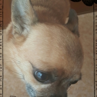 スムースチワワ ♂ よろしくお願いします。