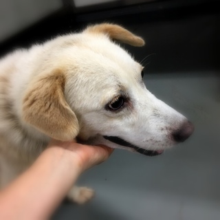 ラブMIXのような、なつっこい、ゴン太くん！