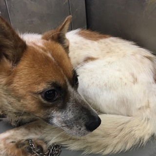 小さめの中型わんこ、道子ちゃん！