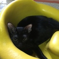 1歳のメスの黒猫ちゃんです。